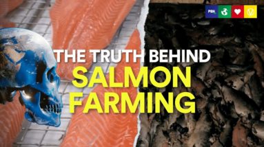 The Salmon Industry Doesn't Want You To See This - Eating Our Way To Extinction