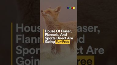 House Of Fraser, Flannels, And Sports Direct Are Going Fur-Free