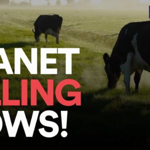 Cows Are Killing Our Planet! (But It's Not Their Fault) - Eating Our Way To Extinction