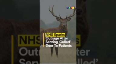 NHS Sparks Outrage After Serving ‘Culled’ Deer To Patients
