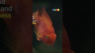 Fish Recognize Themselves Says New Study!