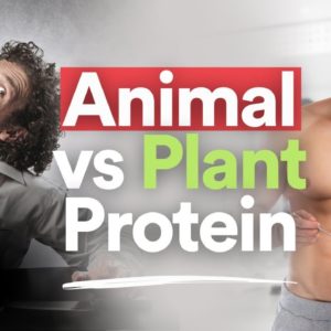 Animal Vs Plant Protein: Which Is Better?