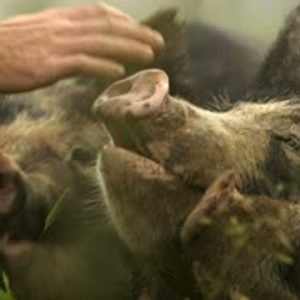 The PIG FARMER who stopped KILLING   A Vegan Documentary