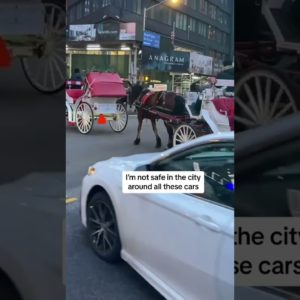 Should horse carriages be BANNED?