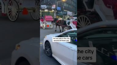 Should horse carriages be BANNED?